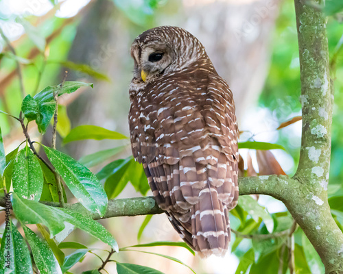 Barred Owl perched in a tree