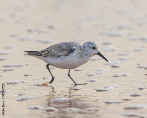 Sanderlings on a Florida Beach