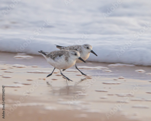 Sanderlings on a Florida Beach
