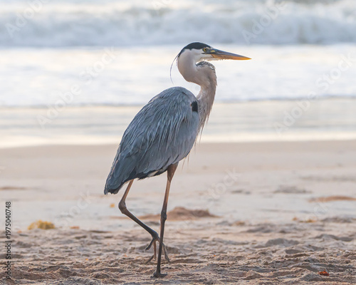 Great Blue Heron on a Florida Beach