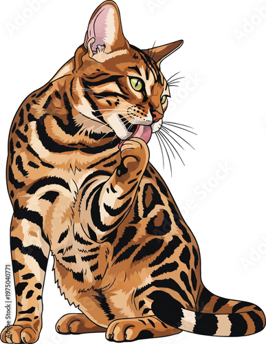Bengal Cat sitting relaxed licking paw grooming pose illustration