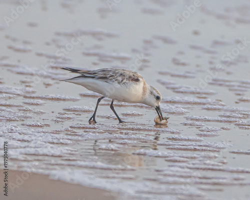 Sanderlings on a Florida Beach