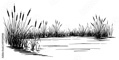 Bulrushes and reeds growing by a calm pond shoreline in hand drawn sketch style
