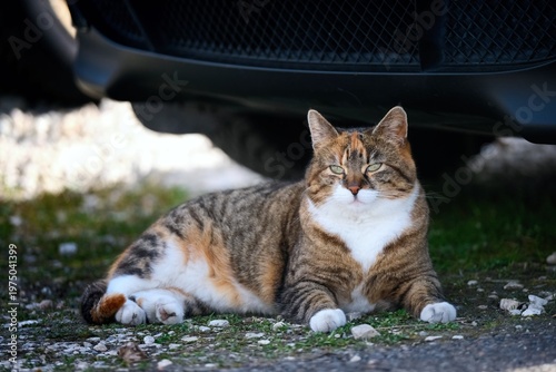 Cute Tabby cat sitting outdoor and looks curiois at camera. horizontal image with selective focus.	