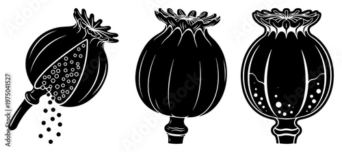 Poppy seed pods and botanical capsules in detailed black and white graphic style