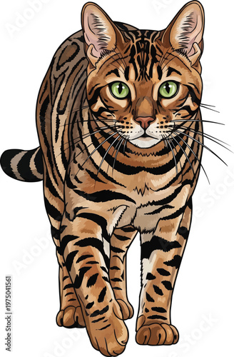 Bengal Cat walking forward attentive movement vector illustration