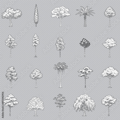 Architectural trees, front view, botanical, blueprint, editable stroke, vector