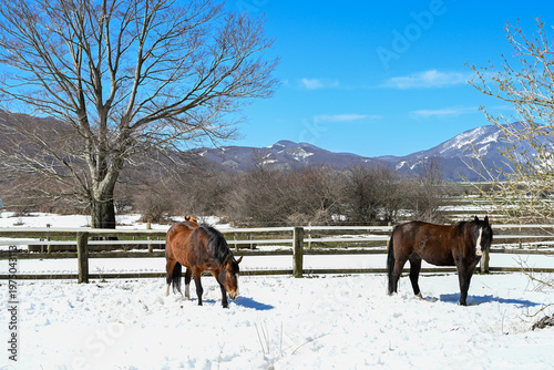 horses in the snow