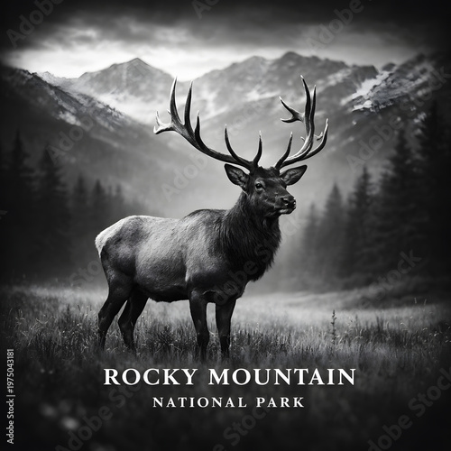 Elk stands in a field near mountains at Rocky Mountain National Park in April during the afternoon sun