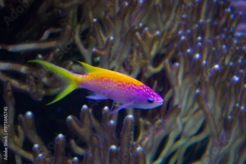 Poisson tropical coloré rose et jaune en aquarium récifal, faune marine exotique.