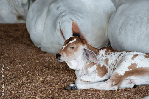 Gir calf resting