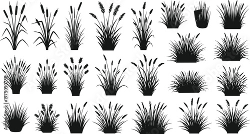Set of wild grass and cattail reed silhouette vector collection isolated botanical marsh plants illustration bundle