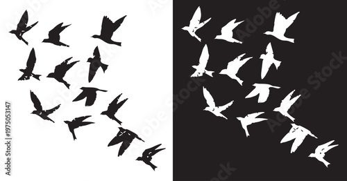 Contrast of Birds: Silhouette of birds in mid-flight showcases a balance of black and white, highlighting themes of freedom, and contrasts