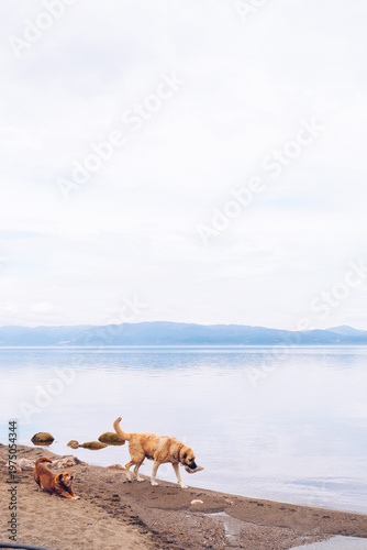 A view of Lake Iznik in spring and two dogs.