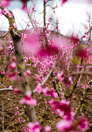 Aerial view of a blossoming of fruit trees in  the countryside. Peach, plum and nectarine trees