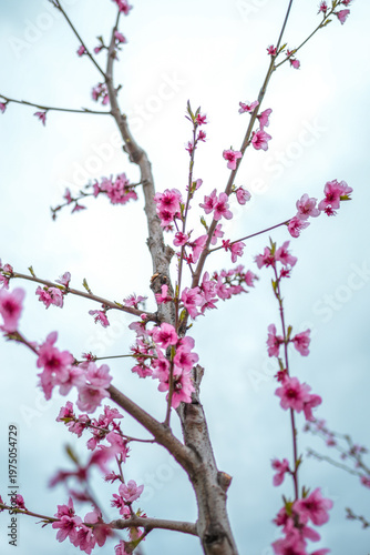 Aerial view of a blossoming of fruit trees in  the countryside. Peach, plum and nectarine trees