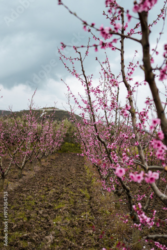 Aerial view of a blossoming of fruit trees in  the countryside. Peach, plum and nectarine trees