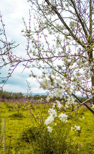 Blossoming sakura with pink flowers, closeup shot 