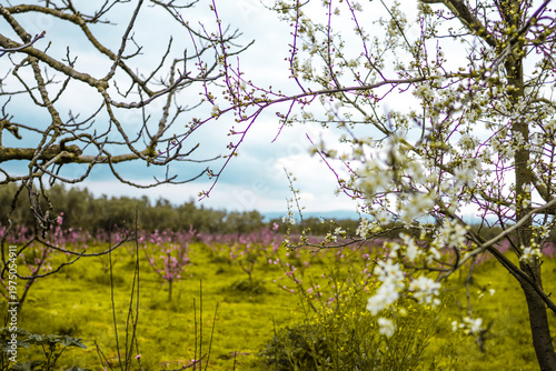 Blossoming sakura with pink flowers, closeup shot 