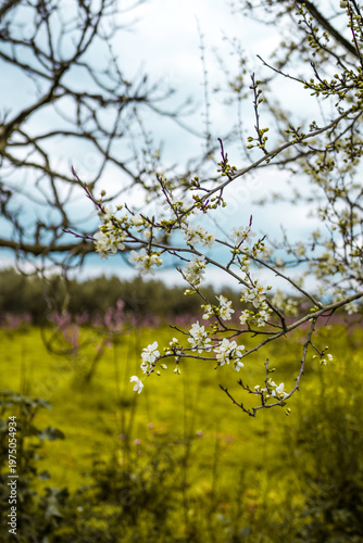 Blossoming sakura with pink flowers, closeup shot 