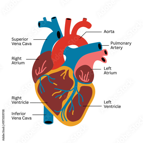 Detailed human heart diagram in colorful educational illustration for medical learning isolated vector