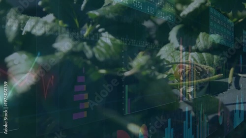 Appearing multi-colored charts overlaying ripe strawberry and leaves in close-up field, showing dew