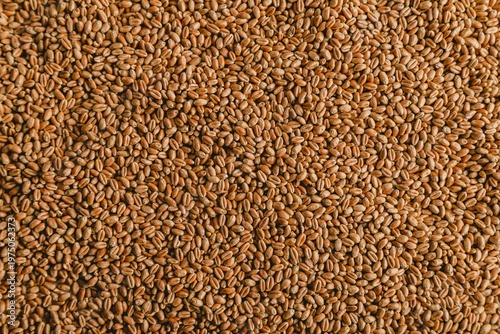Tableau sur toile Golden wheat grain texture background, organic whole wheat seeds top view, raw c