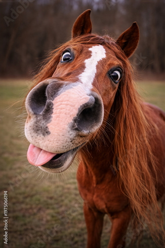 Lustiges Pferdeportrait - schielendes Pferd mit herausgestreckter Zunge