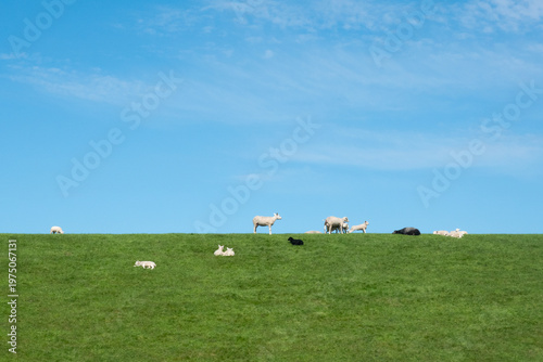 Summer scene: sheep grazing on a dike under a blue sky