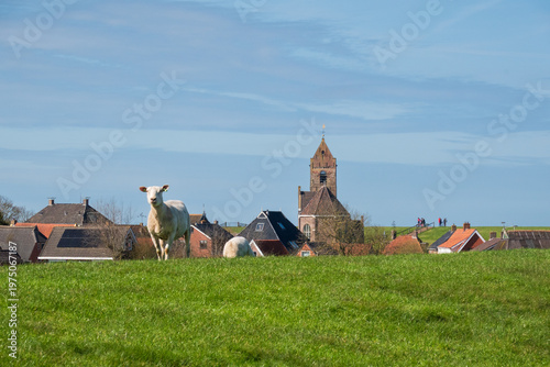Sheep grazing on a dike under a blue sky, in the background a village and church tower
