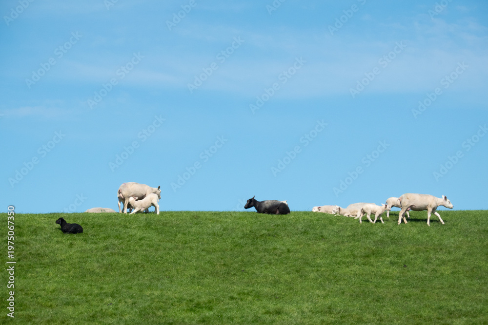 Obraz premium Summer scene: sheep grazing on a dike under a blue sky