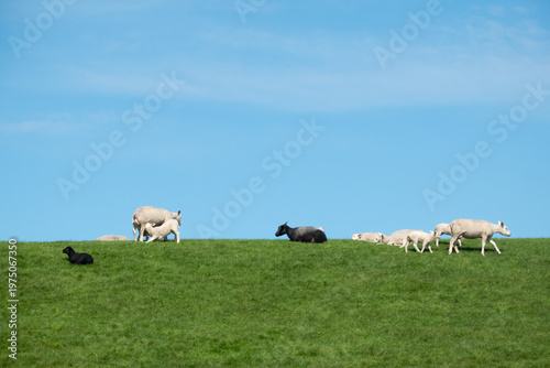 Summer scene: sheep grazing on a dike under a blue sky
