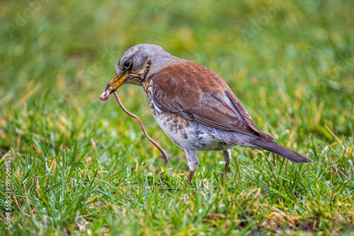 Obraz na plátně Song thrush with earthworm on grass, bird feeding behavior in natural habitat
