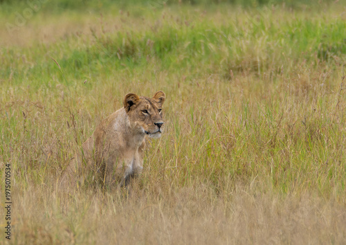 Lioness stands alert in tall grass, watching intently