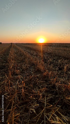 Wheat field after mowing on sunny summer evening at sunset. Ground, dry mown straw stalks, stubble field, setting sun, sky, horizon line, flying insects. Agricultural landscape. Farmland view Vertical