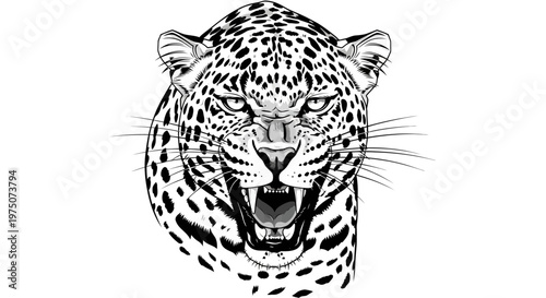Aggressive snarling leopard head with spotted fur, black and white vector illustration. Furious wild big cat showing teeth.