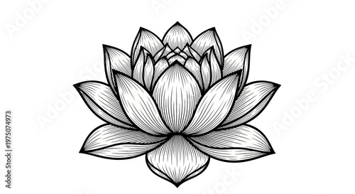 Black and white lotus flower illustration, elegant botanical line art. Symbol of purity, spiritual growth, meditation, and zen.