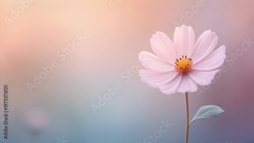 Elegant Pink Flower Blooming Animation, 3D Floral Growth on Colorful Gradient Background, The Spring and Life Timelapse. Copy space For Text
