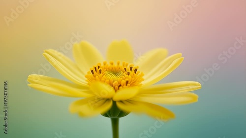 Yellow Flower Blooming Animation, 3D Floral Growth on Colorful Gradient Background, The Spring and Life Timelapse. Copy space For Text, Macro Shoot.