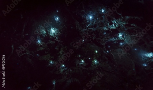 Bioluminescence, luminous glow worm (Arachnocampa luminosa), maggot of Fungus gnats (Mycetophilidae) in a cave, endemic in New Zealand, Leith Valley, Dunedin, New Zealand