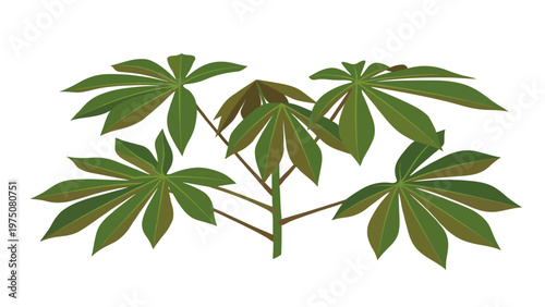 cassava leaves isolated on white background