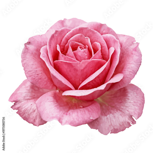 A beautifully detailed pink rose with delicate petals and soft hues isolated on transparent background, Vector
