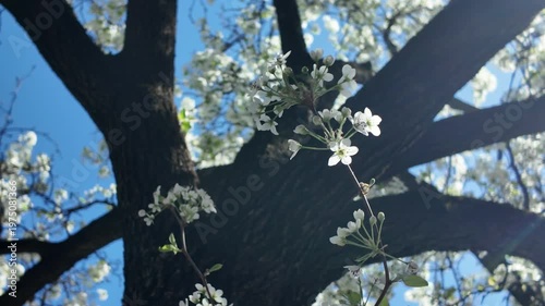 white flowers flutter on crabapple tree