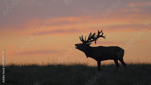 Red deer (Cervus elaphus), Royal Stag in last light, silhouette, red sky, sunset, Zealand, Denmark