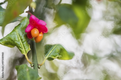 European spindle (Euonymus europaeus), seed stand, Hesse, Germany