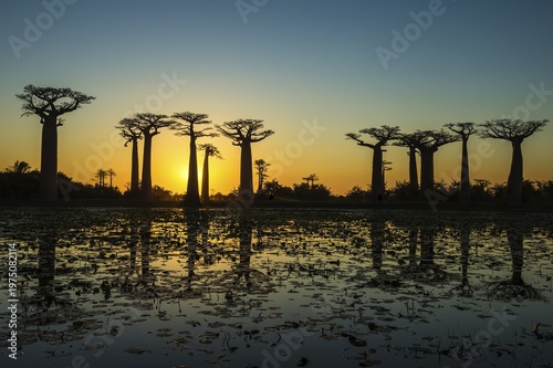 Baobab trees (Adansonia grandidieri) reflecting in the water at sunset, Morondava, Toliara province, Madagascar