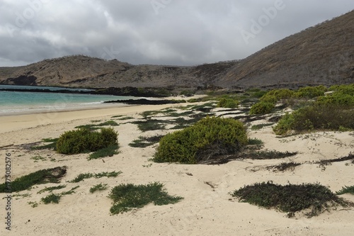 White sandy beach on the eastern side of Punta Cormoran, where Green Sea Turtles prefer to nest, Floreana Island, Galapagos, Ecuador, South America