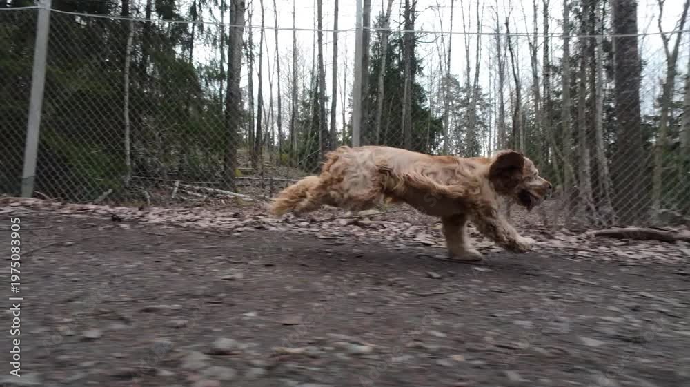custom made wallpaper toronto digitalFootage of a cocker spaniel dog running in a forest