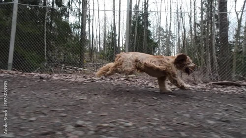 Wallpaper Mural Footage of a cocker spaniel dog running in a forest Torontodigital.ca