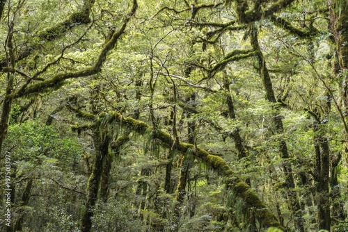 New Zealand rainforest, moss-grown trees, Fiordland National Park, Southland, New Zealand